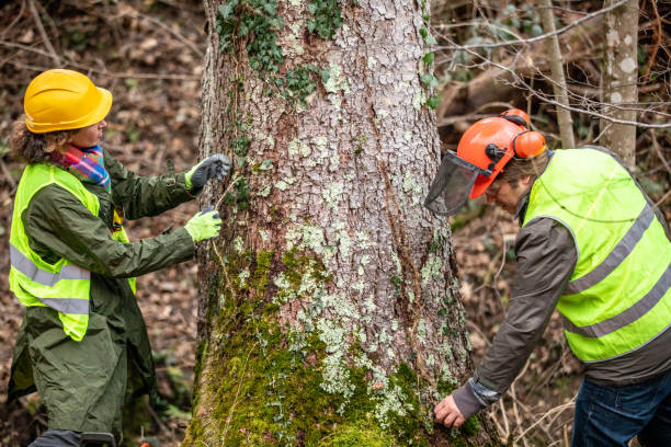 How Our Tree Care Process Works  in  Rossford, OH